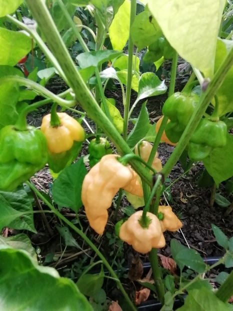  - SEMINTE ARDEI IUTE - AI 68 BINGO F4 ISO - NEIZOLAT