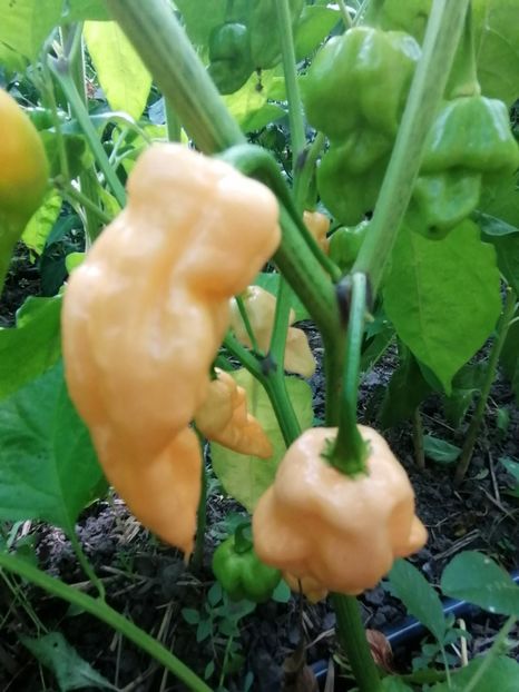  - SEMINTE ARDEI IUTE - AI 68 BINGO F4 ISO - NEIZOLAT