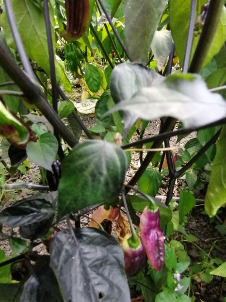  - SEMINTE ARDEI IUTE - AI 86 NEYDE X HABANERO WHITE GIANT - CHINENSE