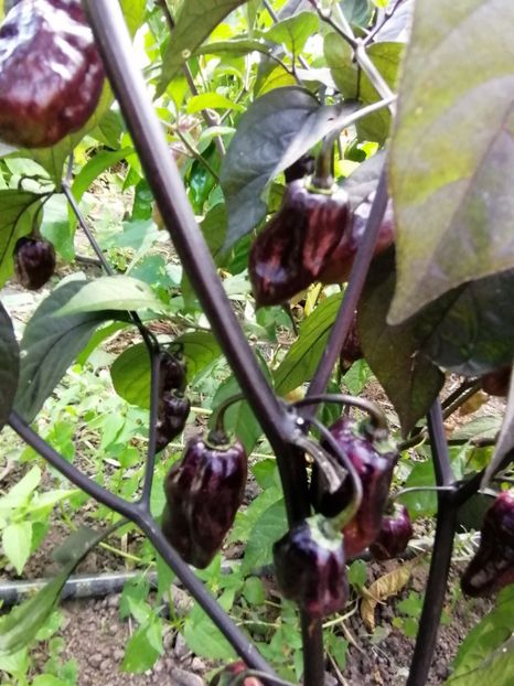  - SEMINTE ARDEI IUTE - AI 86 NEYDE X HABANERO WHITE GIANT - CHINENSE