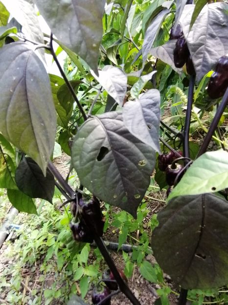  - SEMINTE ARDEI IUTE - AI 86 NEYDE X HABANERO WHITE GIANT - CHINENSE