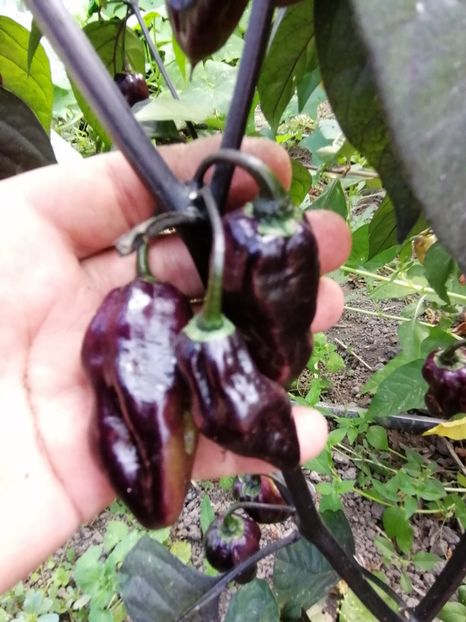  - SEMINTE ARDEI IUTE - AI 86 NEYDE X HABANERO WHITE GIANT - CHINENSE