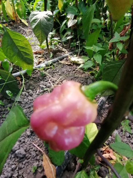  - SEMINTE ARDEI IUTE - AI 86 NEYDE X HABANERO WHITE GIANT - CHINENSE