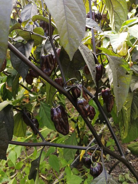  - SEMINTE ARDEI IUTE - AI 86 NEYDE X HABANERO WHITE GIANT - CHINENSE