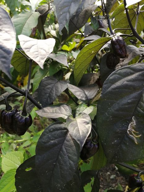  - SEMINTE ARDEI IUTE - AI 86 NEYDE X HABANERO WHITE GIANT - CHINENSE