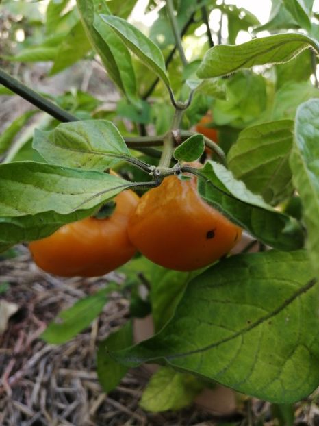  - SEMINTE ARDEI IUTE - AI 97 ROCOTO GALBEN - NEIZOLAT