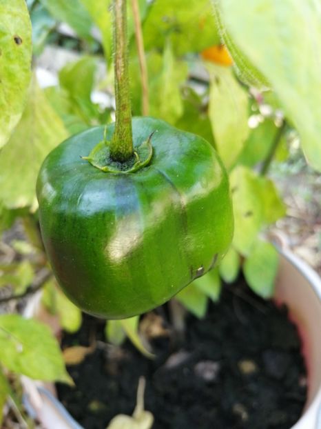  - SEMINTE ARDEI IUTE - AI 97 ROCOTO GALBEN - NEIZOLAT