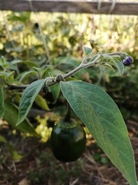  - SEMINTE ARDEI IUTE - AI 97 ROCOTO GALBEN - NEIZOLAT