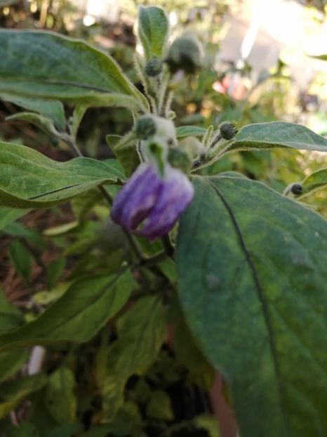  - SEMINTE ARDEI IUTE - AI 97 ROCOTO GALBEN - NEIZOLAT