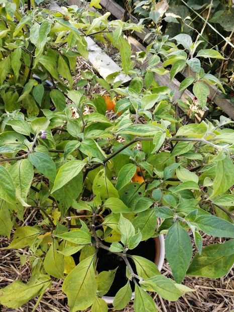  - SEMINTE ARDEI IUTE - AI 97 ROCOTO GALBEN - NEIZOLAT