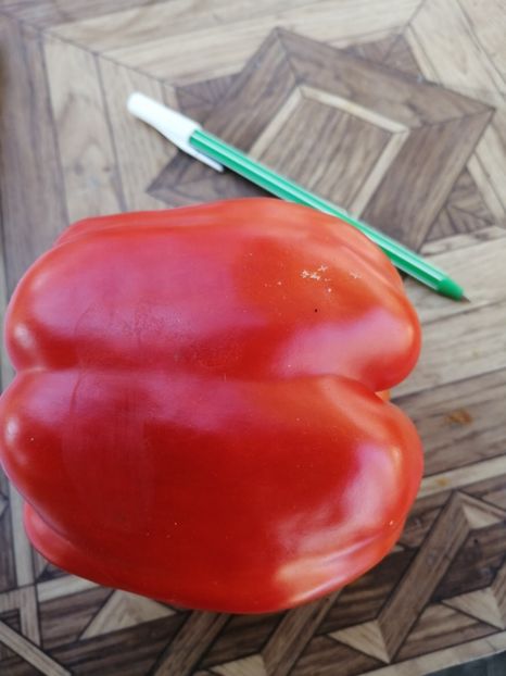  - SEMINTE ARDEI - A 23 GALIAF PAPRIKA