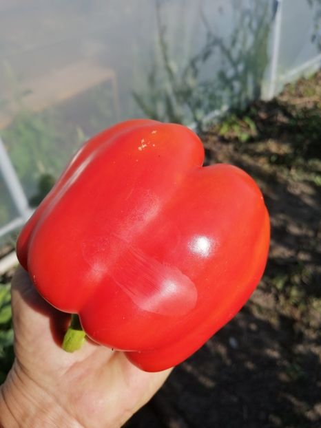  - SEMINTE ARDEI - A 23 GALIAF PAPRIKA