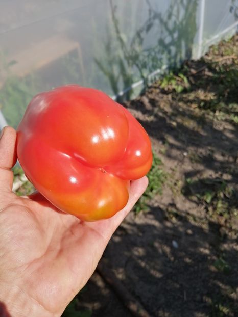  - SEMINTE ARDEI - A 23 GALIAF PAPRIKA