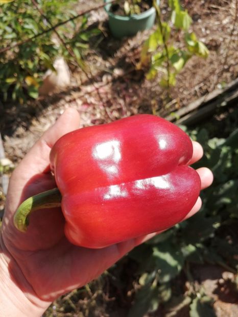  - SEMINTE ARDEI - A 33 VIOLET MIST PAPRIKA