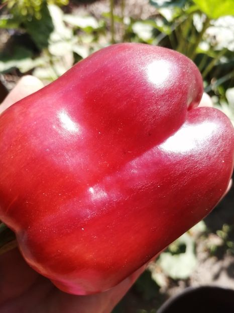  - SEMINTE ARDEI - A 33 VIOLET MIST PAPRIKA