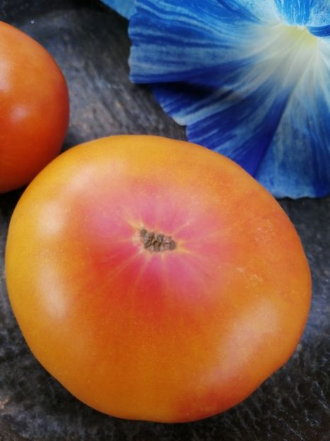  - SEMINTE ROSII - T 530 LUCKY SWIRL