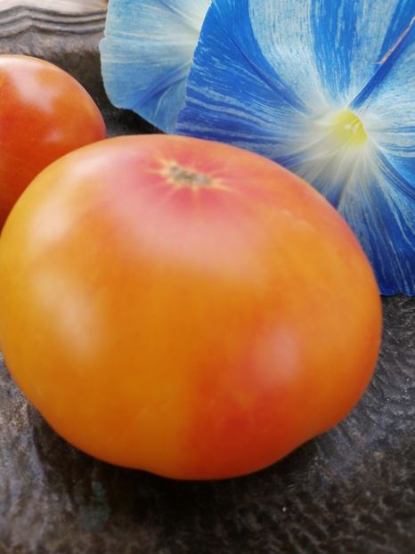  - SEMINTE ROSII - T 530 LUCKY SWIRL