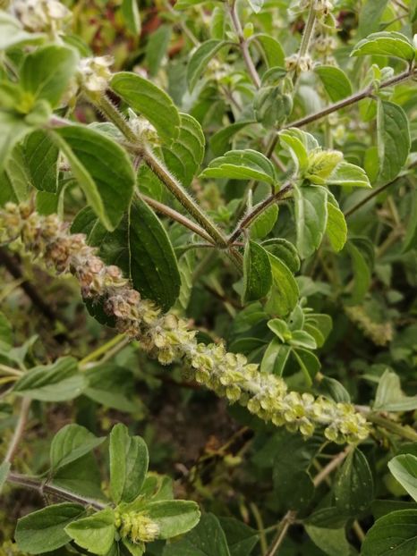  - SEMINTE BUSUIOC - D 153 KAPURA TULSI