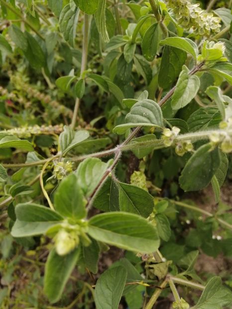  - SEMINTE BUSUIOC - D 153 KAPURA TULSI