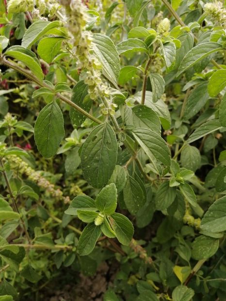  - SEMINTE BUSUIOC - D 153 KAPURA TULSI