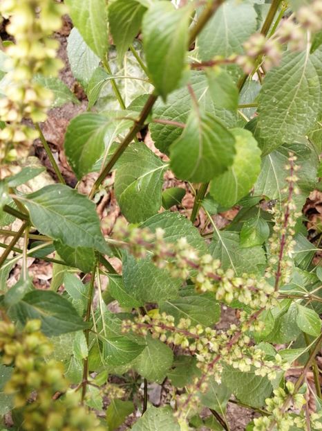  - SEMINTE BUSUIOC - D 156 TULSI MTULE A FEUILLES LISSES