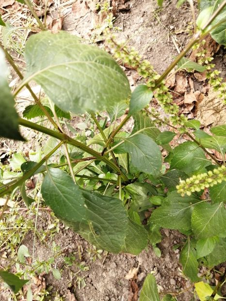  - SEMINTE BUSUIOC - D 156 TULSI MTULE A FEUILLES LISSES