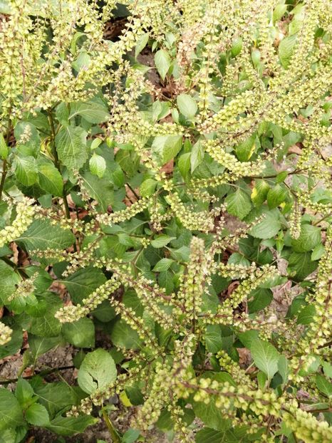  - SEMINTE BUSUIOC - D 156 TULSI MTULE A FEUILLES LISSES