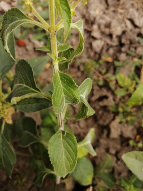  - SEMINTE BUSUIOC - D 155 TULSI MTULE