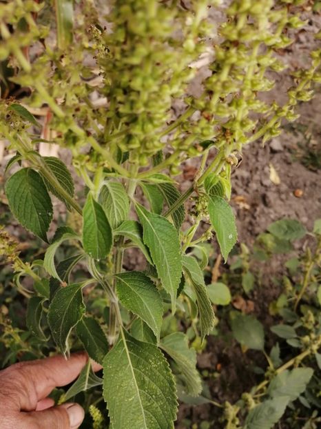  - SEMINTE BUSUIOC - D 155 TULSI MTULE