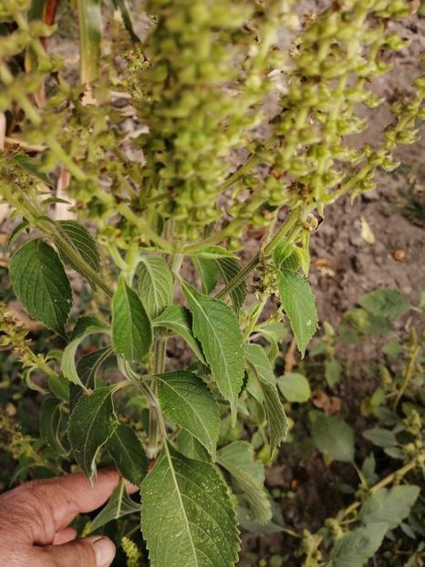  - SEMINTE BUSUIOC - D 155 TULSI MTULE