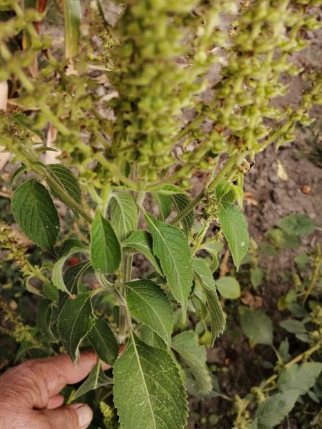  - SEMINTE BUSUIOC - D 155 TULSI MTULE