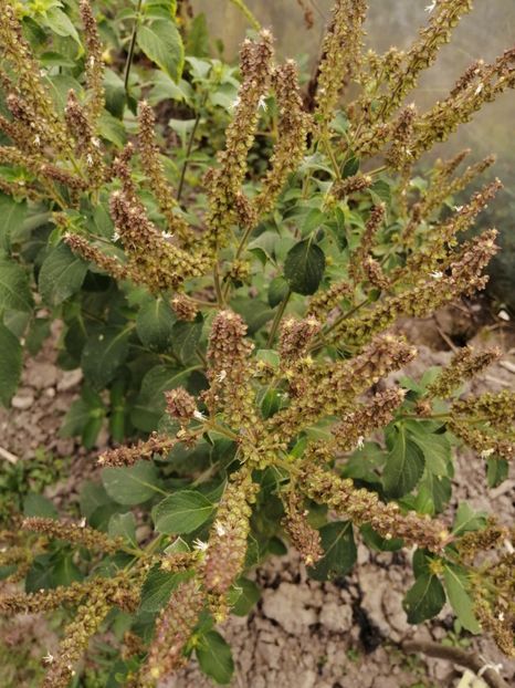  - SEMINTE BUSUIOC - D 158 TULSI VANA