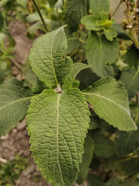  - SEMINTE BUSUIOC - D 158 TULSI VANA