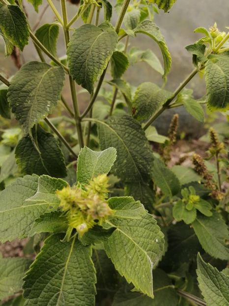  - SEMINTE BUSUIOC - D 158 TULSI VANA