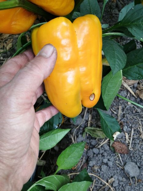  - SEMINTE ARDEI - A 27 SOLNTSE VSELENNOY PAPRIKA