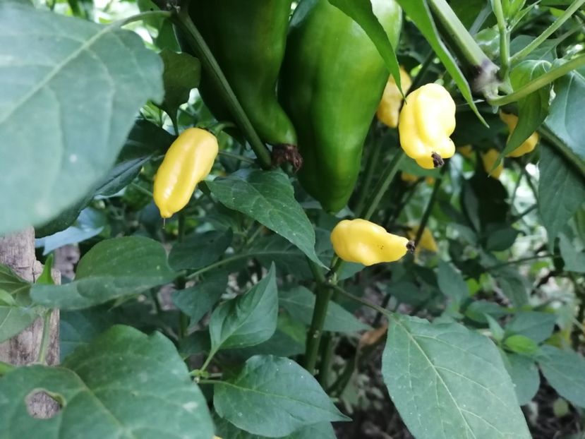  - SEMINTE ARDEI IUTE - AI 85 NEON YELLOW HABANERO