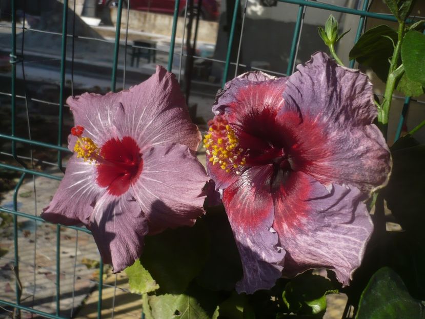 P1470044 - HIBISCUSI 2020-5