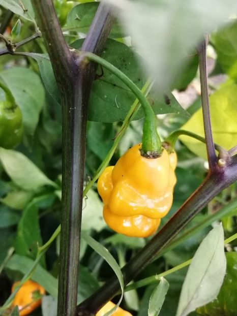  - SEMINTE ARDEI IUTE - AI 71 CGN 21566 - NEIZOLAT