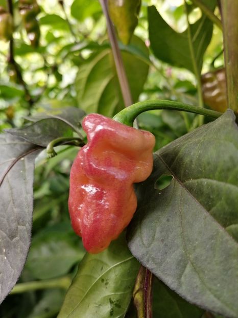  - SEMINTE ARDEI IUTE - AI 90 PEACHGUM TMAMP V2F3 OFFPHENO - NEIZOLAT