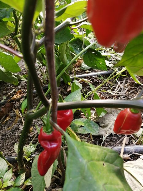  - SEMINTE ARDEI IUTE - AI 72 CHEIRO ROXA X SCARLET LANTERN - NEIZOLAT