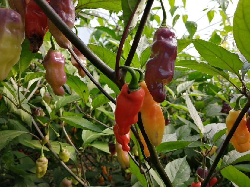  - SEMINTE ARDEI IUTE - AI 72 CHEIRO ROXA X SCARLET LANTERN - NEIZOLAT