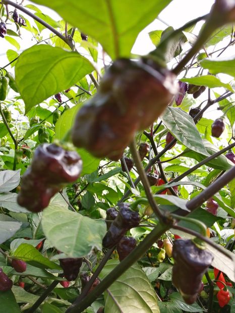  - SEMINTE ARDEI IUTE - AI 90 PEACHGUM TMAMP V2F3 OFFPHENO - NEIZOLAT