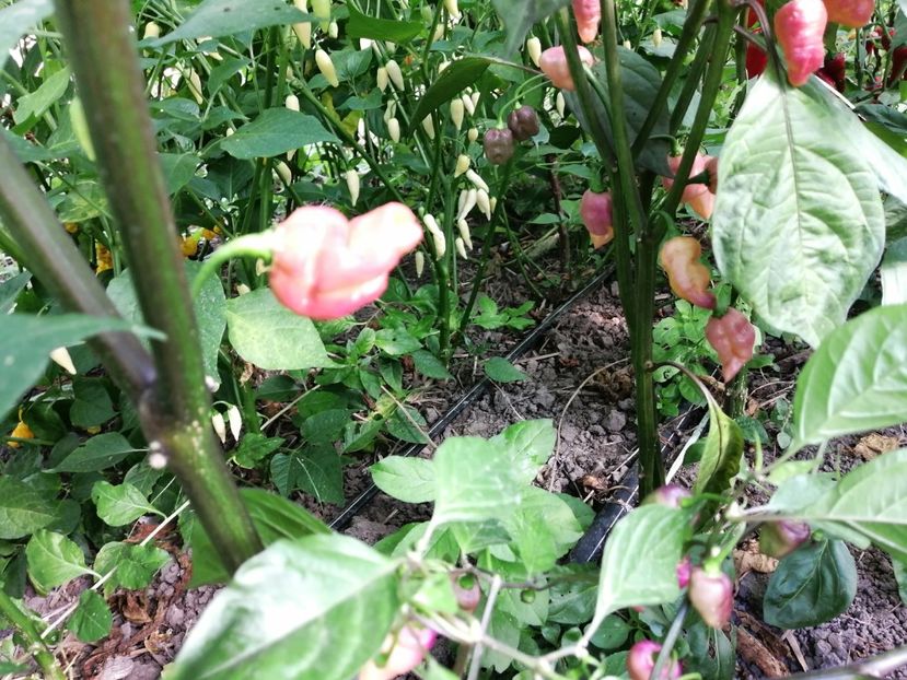  - SEMINTE ARDEI IUTE - AI 90 PEACHGUM TMAMP V2F3 OFFPHENO - NEIZOLAT