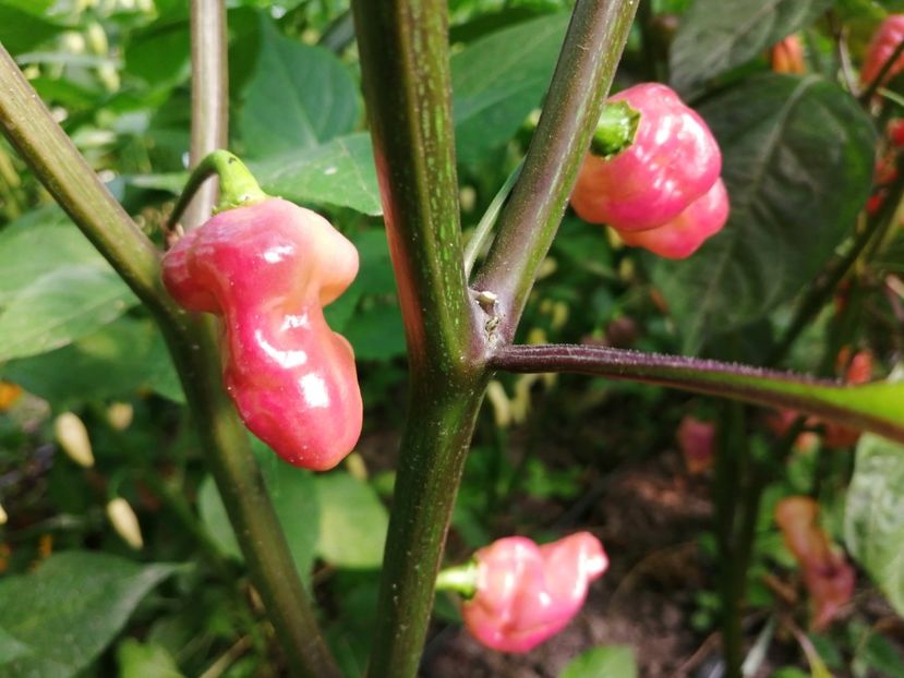  - SEMINTE ARDEI IUTE - AI 90 PEACHGUM TMAMP V2F3 OFFPHENO - NEIZOLAT