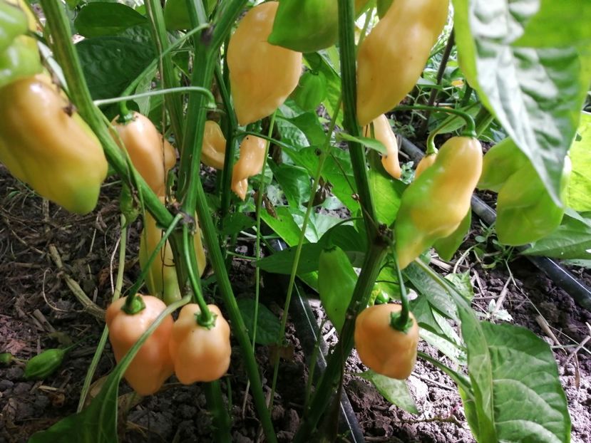  - SEMINTE ARDEI IUTE - AI 92 PINK HABANERO ISO - NEIZOLAT