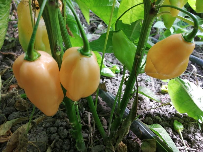  - SEMINTE ARDEI IUTE - AI 92 PINK HABANERO ISO - NEIZOLAT