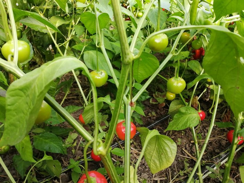  - SEMINTE ARDEI IUTE - AI 75 ETIOPIAN PEPPER TREE bacatum - NEIZOLAT