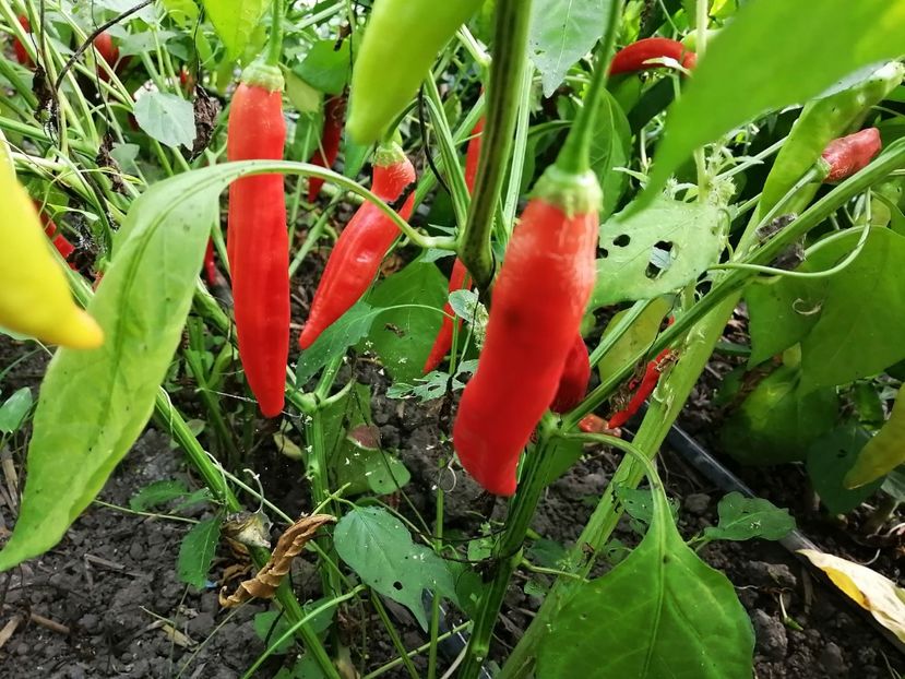  - SEMINTE ARDEI IUTE - AI 70 CAP 528 bacatum - NEIZOLAT