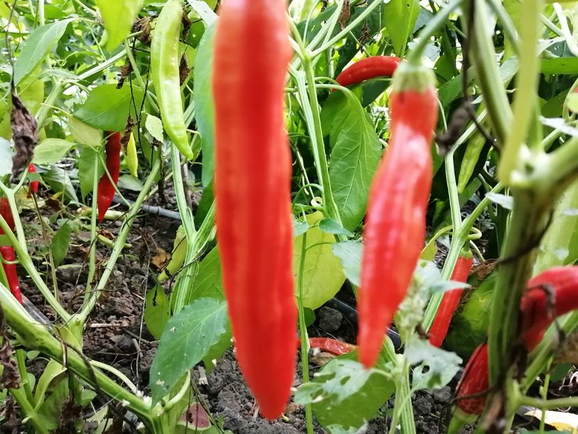  - SEMINTE ARDEI IUTE - AI 70 CAP 528 bacatum - NEIZOLAT