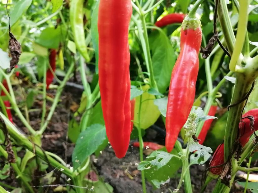  - SEMINTE ARDEI IUTE - AI 70 CAP 528 bacatum - NEIZOLAT